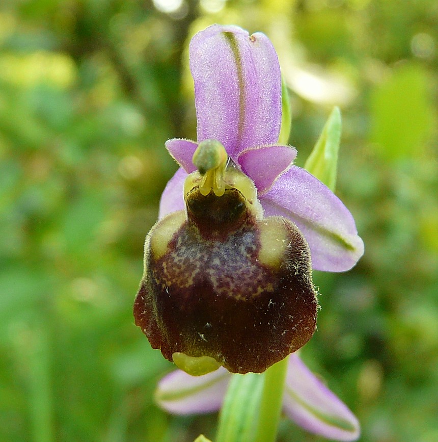 Variabilita'' di Ophrys holosericea (=O. fuciflora)....